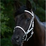 PerfEQ Halter Bridle