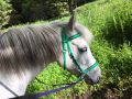 Neon Lime, Bitless, Side Pull Bridle Cob/Arab Size - SALE