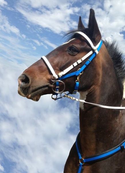 What Is A Chaps Payment >> Performance Equestrian :: Perfeq 2 Part Deluxe Biothane Bridle What Is A Chaps Payment >> Performance Equestrian :: Perfeq 2 Part Deluxe Biothane Bridle